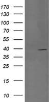 MAP2K3 / MEK3 / MKK3 Antibody (clone OTI5C7, Carrier-free)