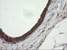 UBE2G2 Antibody (clone OTI4E12)