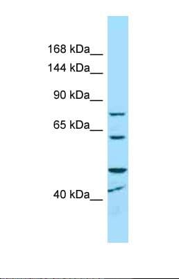 MCPH1 Antibody (aa554-603)