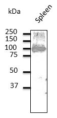 PathPlus™ CD19 Antibody (C-Terminus)