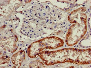 SLC3A1 / ATR1 Antibody