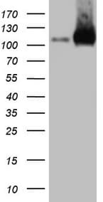EPLIN Antibody (aa1-275, clone OTI1A3, Carrier-free)