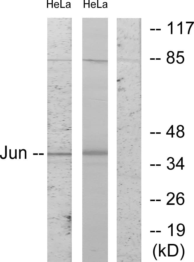 PathPlus™ Polyclonal Rabbit anti-Human JUN / c-Jun Antibody (aa210-259, IHC, WB)