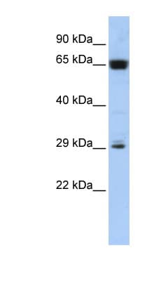 C6orf223 Antibody (C-Terminus)