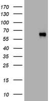 SPN / CD43 Antibody (clone OTI4G8)