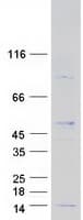Human RPL38 / Ribosomal Protein L38 (Recombinant Myc-DDK (Flag))