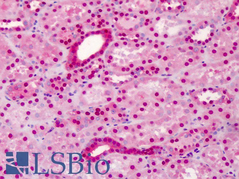 IHC-plus™ Monoclonal Mouse anti-Mouse COPS5 / JAB1 Antibody (clone 8H8.5, Preservative Free, IHC, WB)