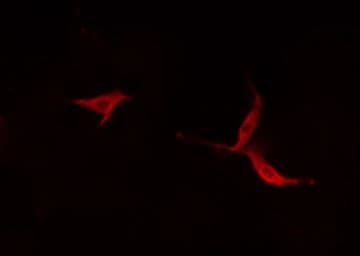 MYO16 Antibody