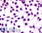 IHC-plus™ Polyclonal Rabbit anti-Human GPRC5A / RAI3 Antibody (N-Terminus, IHC)