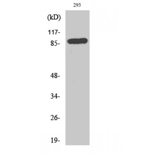 CD71 / Transferrin Receptor Antibody (10-90 aa)