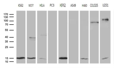 NAF-1 / CISD2 Antibody (clone OTI4D12)