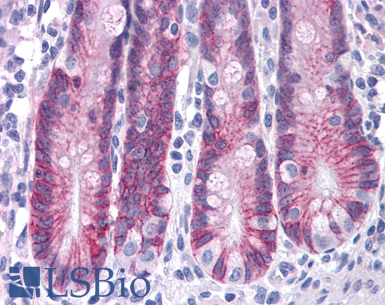 IHC-plus™ ASAH2 Antibody