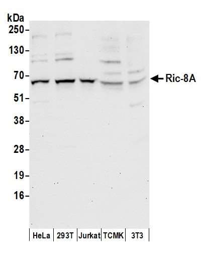RIC8A Antibody (aa418-468)