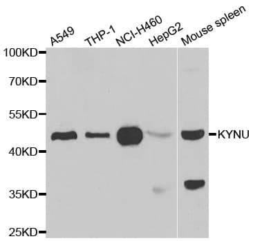 KYNU Antibody