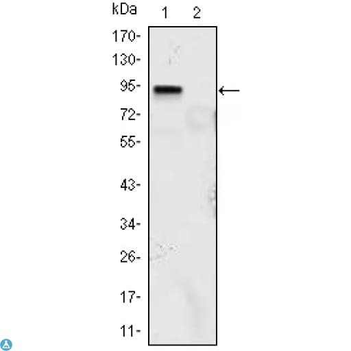 KLF4 Antibody