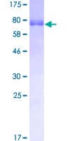 Human GATA2 Protein (Recombinant GST)