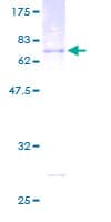 Human OLFM2 / Olfactomedin-2 Protein (Recombinant GST)