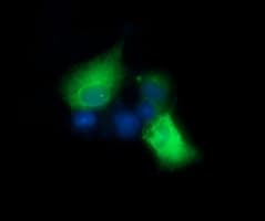 EGFR Antibody (clone OTI3H2, Carrier-free)