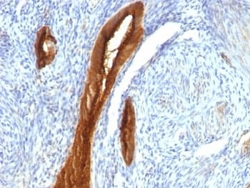 EMA / MUC1 Antibody (clone 139H2)