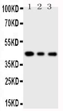 MAPK13 / p38delta Antibody (aa343-360)
