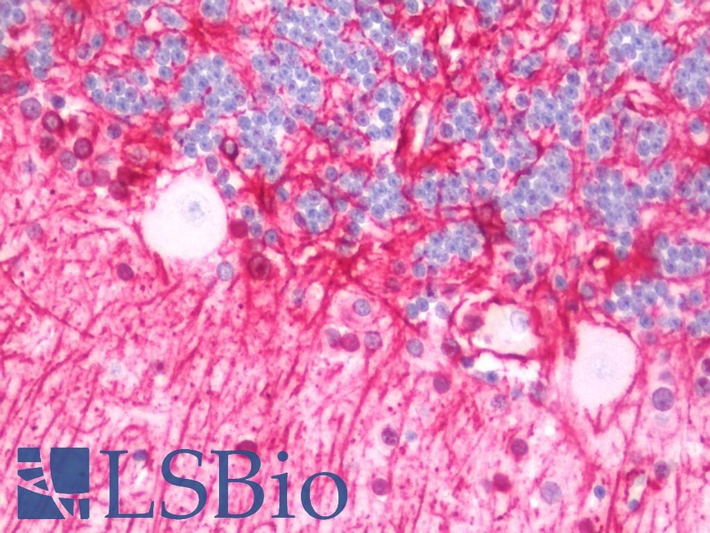 IHC-plus™ GFAP Antibody