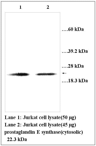 PTGES3 / p23 Antibody