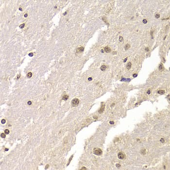 AGFG1 Antibody