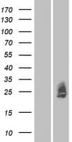 MXRA7 Protein (Over-Expression Lysate Myc-DDK (Flag))