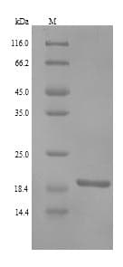 Human RNF11 Protein (Recombinant 6His, N-terminus)