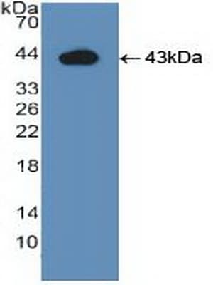 IDO1 / IDO Antibody (aa2-403, APC)