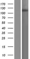 PHF8 Protein (Over-Expression Lysate Myc-DDK (Flag))