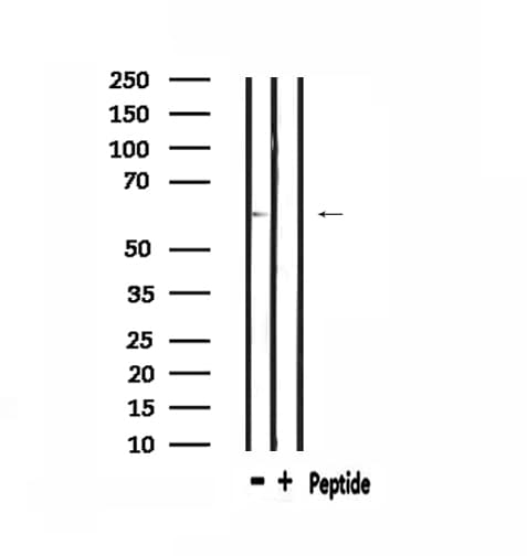 CLK2 Antibody