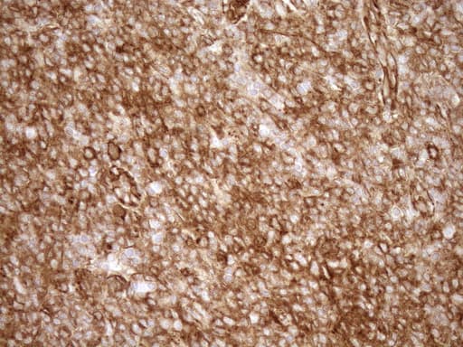 EPLIN Antibody (aa1-275, clone OTI8F7)