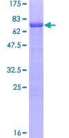 Human NR5A1 / SF1 Protein (Recombinant GST, N-terminus)