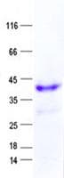 Human PLA2G2D Protein (Recombinant GST, N-terminus + His, C-terminus)