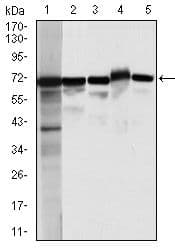 Monoclonal Mouse anti-Human MSN / Moesin Antibody (clone 2C12, IHC, WB)