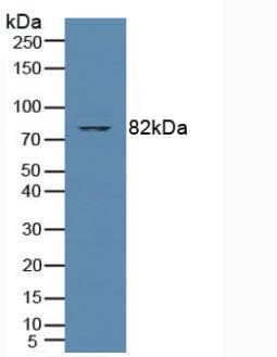PRKCQ / PKC-Theta Antibody (aa380-634, Biotin)