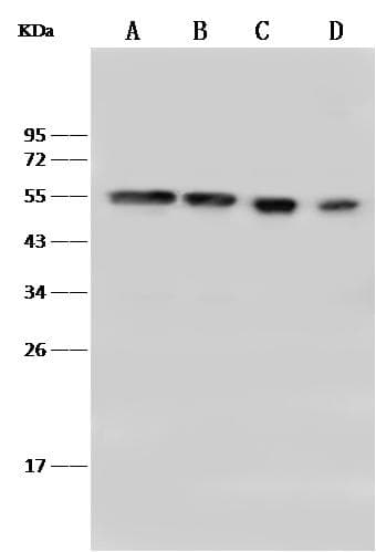 PBX1 Antibody (Preservative Free)