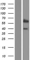 GLIS2 Protein (Over-Expression Lysate Myc-DDK (Flag))