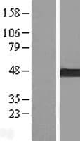 ARMC8 Protein (Over-Expression Lysate Myc-DDK (Flag))