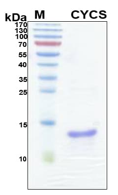 Human CYCS / Cytochrome c Protein (Recombinant 6His, N-terminus)