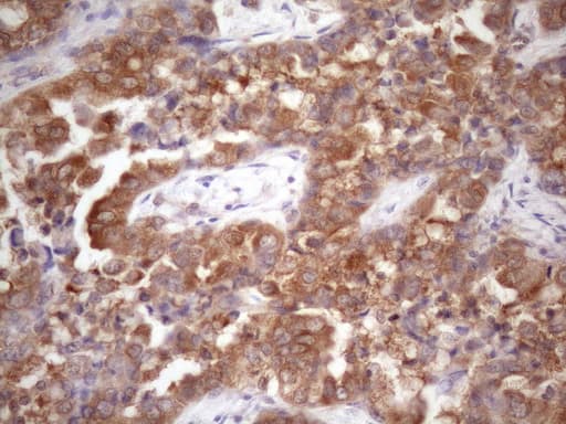 Vps60 / CHMP5 Antibody (clone OTI5F12, Carrier-free)