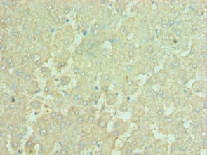 APOBEC3C Antibody (aa1-190)
