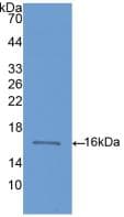 BMP6 Antibody (aa375-502)