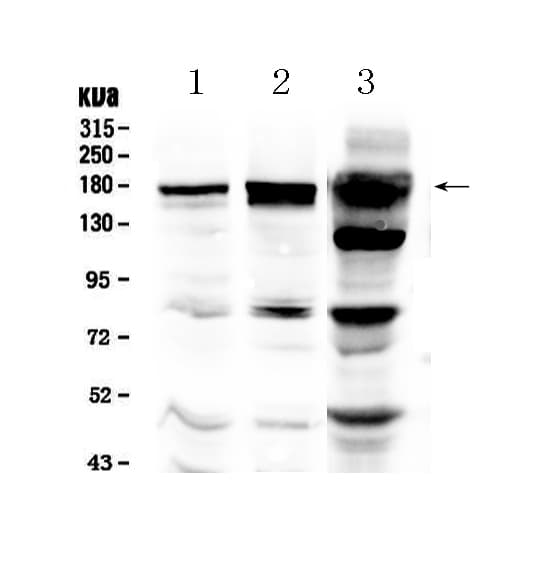 Monoclonal Mouse anti-Human EGFR Antibody (WB)