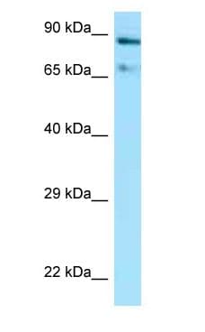 HSP90AA1 / Hsp90 Alpha A1 Antibody (aa624-673)