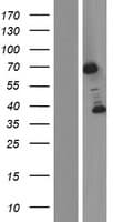 BRD9 Protein (Over-Expression Lysate Myc-DDK (Flag))