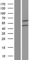 Human SCP2 / SCPX Protein (Over-Expression Lysate Myc-DDK (Flag))