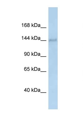 Polyclonal Rabbit anti-Rat DHX38 Antibody (aa240-289, WB)