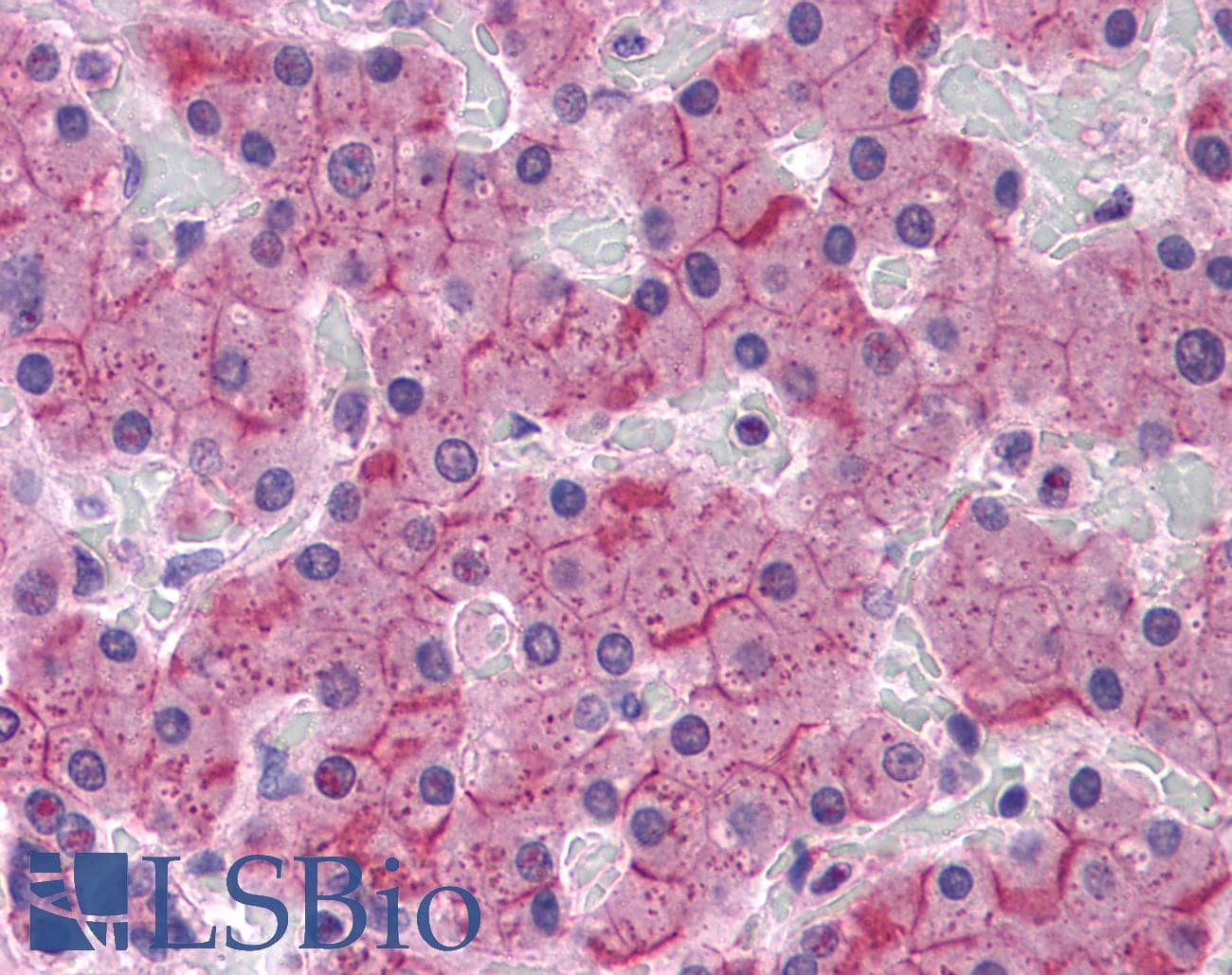 PathPlus™ Monoclonal Mouse anti-Human CDH2 / N Cadherin Antibody (clone 5D5, IHC, IF, WB)